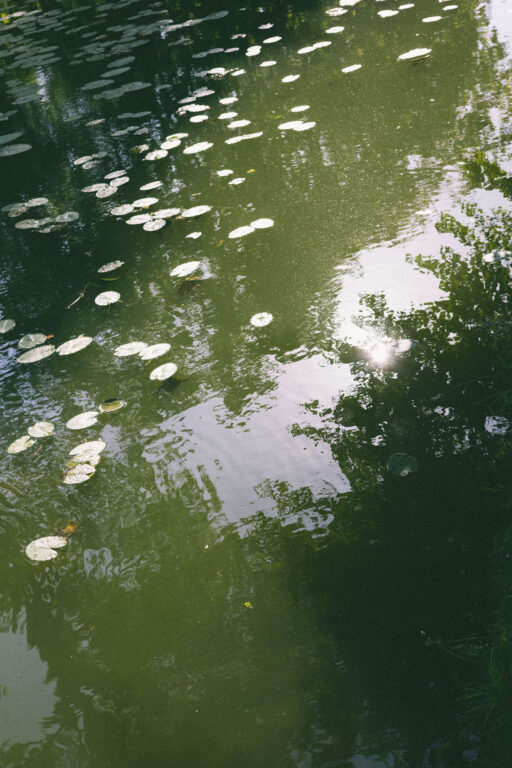 Bäume spiegeln sich im Wasser, Seerosen liegen auf der Wasseroberfläche.