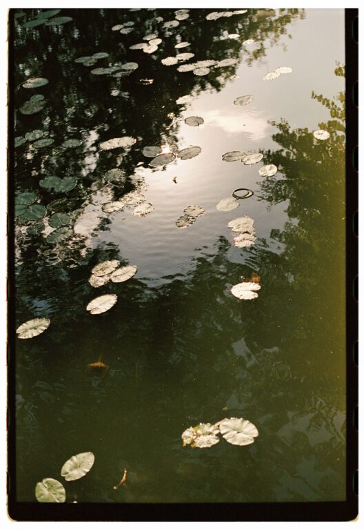 seerosen teich analog 1