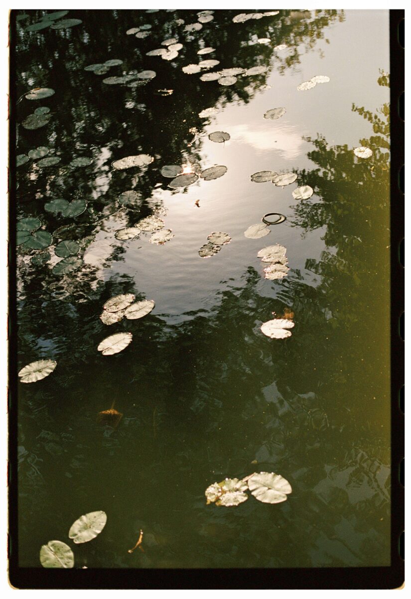 seerosen teich analog 1