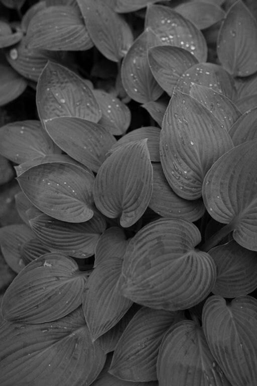 tropfen auf blaettern sw